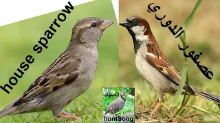 صوت عصفور الدوري Call Song House Sparrow 
