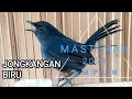 Download Lagu SUARA BURUNG JONGKAN BIRU MENTAL PIKAT