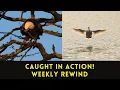 You ll Be Amazed Today Middle Creek Migration and Lancaster County Park Birding