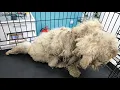 Download Lagu You WON'T BELIEVE What We Removed From This Dog's NECK