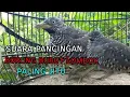 Download Lagu suara pancingan bubut Lombok /puyuh paling jitu
