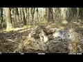 Hawk Eating a Dead Deer
