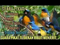 Lagu suara Pikat burung TELEDEKAN || paling ampuh untuk pancingan more full‼️