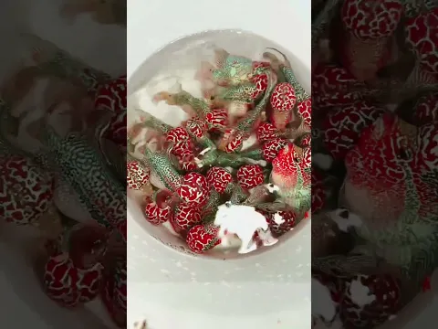 Cá la hán siêu đẹp của trại cá cảnh Lucky
