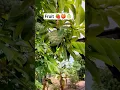 Download Lagu Fruit 🥭Mooi uitzicht op regen #natuur #regengeluiden #regent