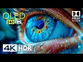 Mind Blowing OLED Dolby Vision - 4K R 240 fps
