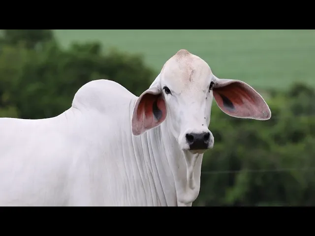 Novilha Tabapuã TTAR - 664