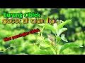 Download Lagu Terbaru ‼️ Burung Ciblek gacor di alam liar || #burungciblek #burungciblekdialamliar#pancinganciblek