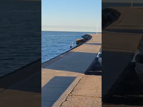 Water bird - Corpus Christi, TX