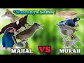 Download Lagu Suaranya Sama! 5 Jenis Burung Masteran Murah, Suaranya Mirip Masteran Kelas Atas!