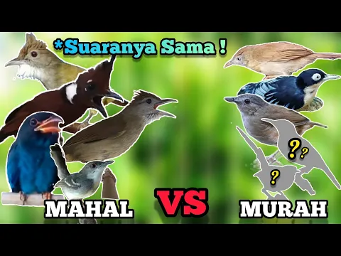 Download MP3 Suaranya Sama! 5 Jenis Burung Masteran Murah, Suaranya Mirip Masteran Kelas Atas!