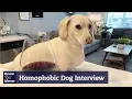 Is This Dog Homophobic
