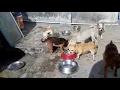 its my dog kennel and its my dog