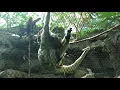 Download Lagu Howler Monkey at Denver Zoo