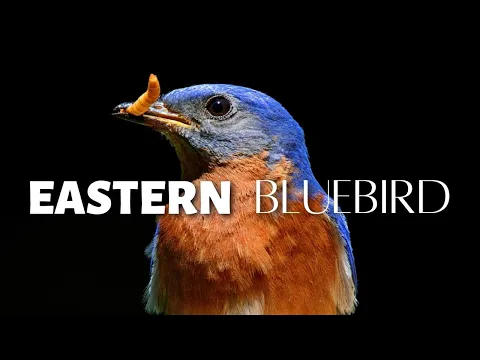 Download MP3 A Bird Once Almost GONE FOREVER! The Eastern Bluebird