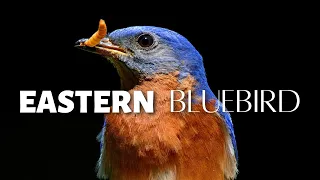 Download A Bird Once Almost GONE FOREVER! The Eastern Bluebird MP3