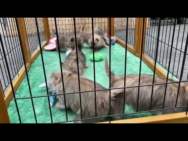 動画
