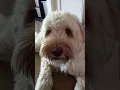 Download Lagu hoe reageert jouw hond op dit geluid