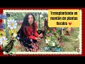 Download Lagu Transplantando todo tipo de plantas de sol, zinias, dalias, petunias, y flores perennes