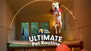 Deaf Pittie Saved From Euthanasia Can't Stop Flying In His New Home | The Dodo