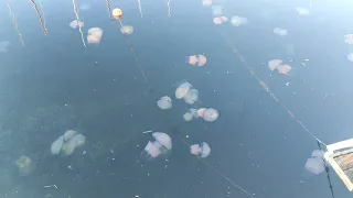 So many jellyfish in Trieste!