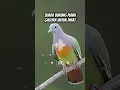 Download Lagu Suara Burung Punai Gacorr,Sekali Nyaut Punai Berdatangan😱‼️#burungpunai #shorts