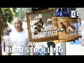 Download Lagu Bird Strolling「City of Joy Ⅲ」| China Documentary