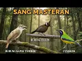 Download Lagu MASTERAN MURAI BATU 3 IN 1| Roll Kasar Cungkok, Kapas Tembak \u0026 Cililin