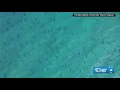 Warming ocean temperatures are shifting shark migration patterns according to FAU Researchers