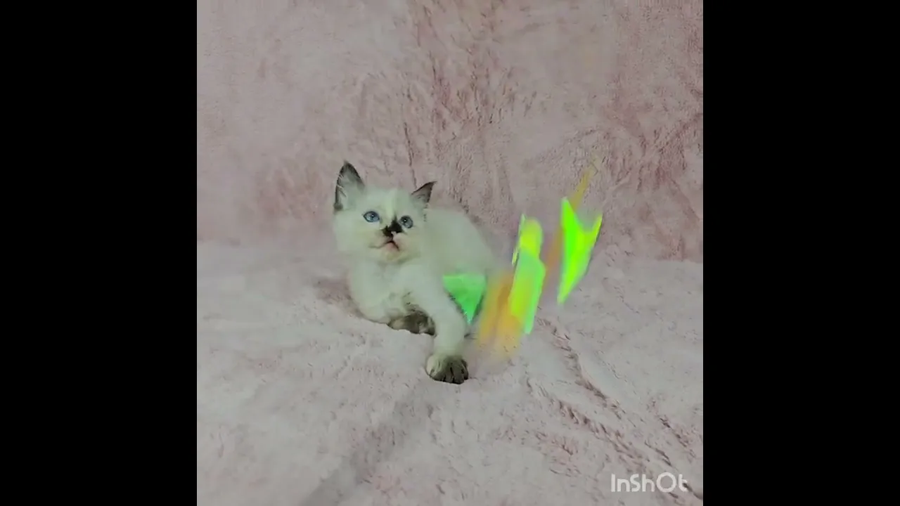 動画