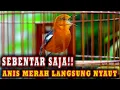 Download Lagu PANCINGAN ANIS MERAH  PASTI NYAUT BIKIN GACOR #pancingananismerah