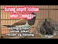 Download Lagu ANAKAN BURUNG EMPRIT UMUR 1 MINGGU || ampuh untuk pikat