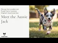 Aussie Jack Jack Russell Terrier Australian Shepherd Mix Breed Dog