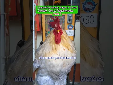 Perdí el dinero de papá 🤑 en La Tragamonedas #gallos #mascotas #LinoElGalloConBotas