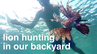 Lion hunting in our backyard  – Sailing Tarka Ep. 35