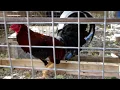 MI POLLO EL MATON