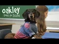 Ep 16 OAKLEY GOES TO SCHOOL Cute Dog School Day