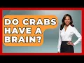 Do Crabs Have A Brain - The Marine Life Explorer