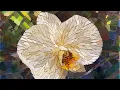 Download Lagu Ep. 40 PUBLIC MOSAICS, IMAGINE MUSEUM, FLORALS \u0026 MORE FILATI!