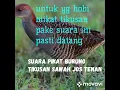Download Lagu suara burung tikusan sawah