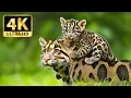 Download Lagu 4K Animal Kingdom 🌿 Soothing Piano Music and Beautiful Wildlife Scenes