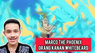 marco the phoenix orang kanan whitebeard