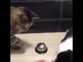 Download Lagu Assalamualaikum semua kucing ni sangat pelik.lihat lebih banyak
