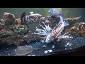Lagu 180 Gallon Saltwater Predator Tank