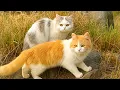 Lagu Beautiful Cats Walking on Mountain ⛰️🐱 | Cute Outdoor Nature Moment