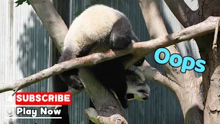 Panda’s Tree Slide Goes Off-Rails | iPanda