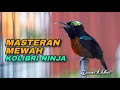 Lagu MASTERAN MEWAH KOLIBRI NINJA GACOR FULL ISIAN TEMBAKAN AMPUH COCOK UNTUK MATERI KONIN BAHAN LOMBA