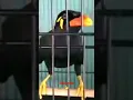 Download Lagu burung beo (pak ada tamu)