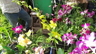 Gorgeous orchid plants of various species