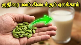 குதிரை பலம் கிடைக்கும் ஏலக்காய் மருத்துவ பயன்கள் |  Health Benefits of Eating Cardamom